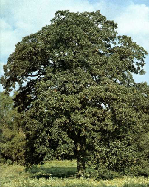 Waugh Campground Oak-1969